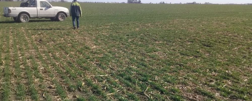 Se agrava la falta de lluvias y el trigo recorta su potencial cosecha récord