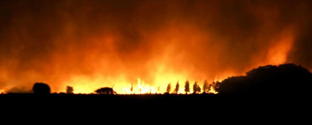 Incendios en Corrientes: el fuego arrasó más de 20.000 hectáreas de forestación