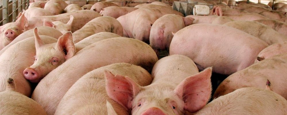 Nuevo proyecto de ordenanza contra mega-granjas porcinasEl Nuevo Cronista
